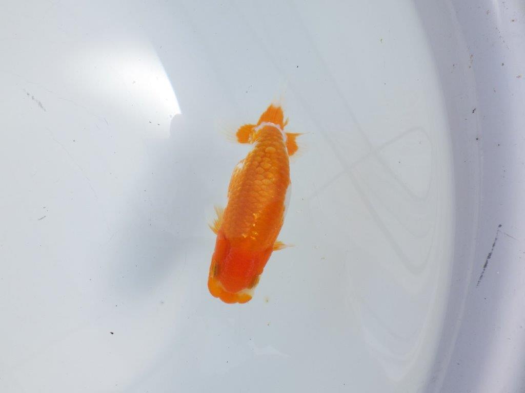 【逸品当歳らんちゅう】背のラインが美しい更紗らんちゅう　約12ｃｍ前後　オス？