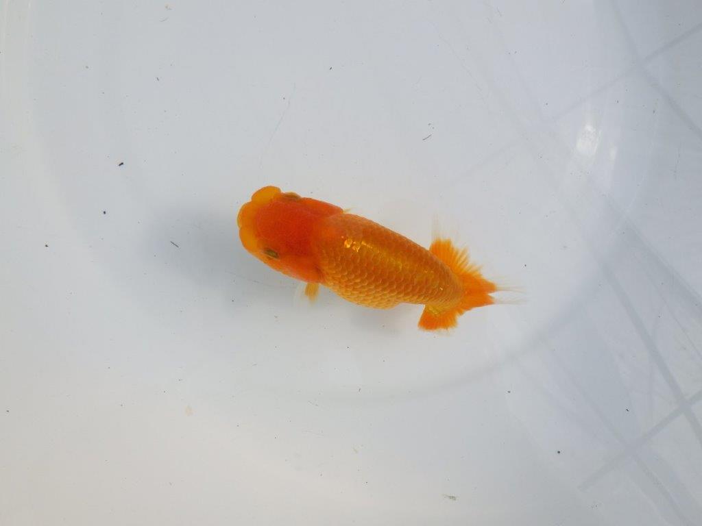 【逸品当歳らんちゅう】目先が長く頭が良いらんちゅう　約12,5ｃｍ前後　メス？