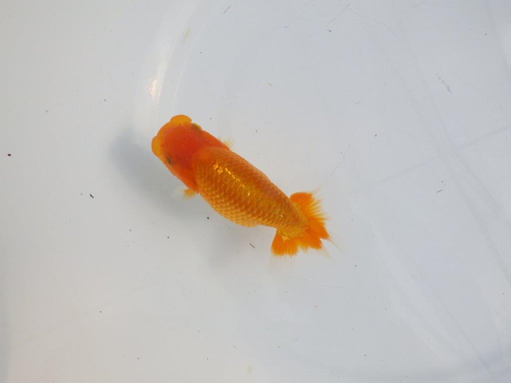 【逸品当歳らんちゅう】目先が長く頭が良いらんちゅう　約12,5ｃｍ前後　メス？