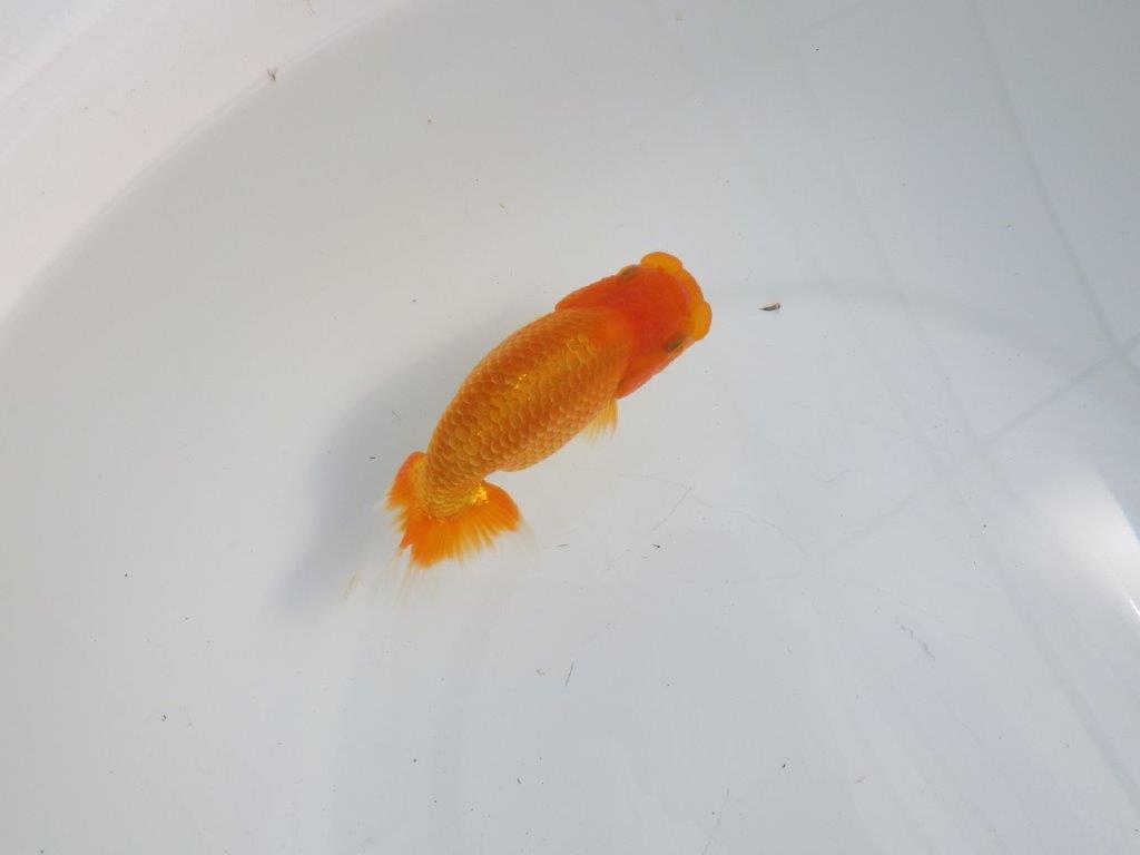 【逸品当歳らんちゅう】目先が長く頭が良いらんちゅう　約12,5ｃｍ前後　メス？