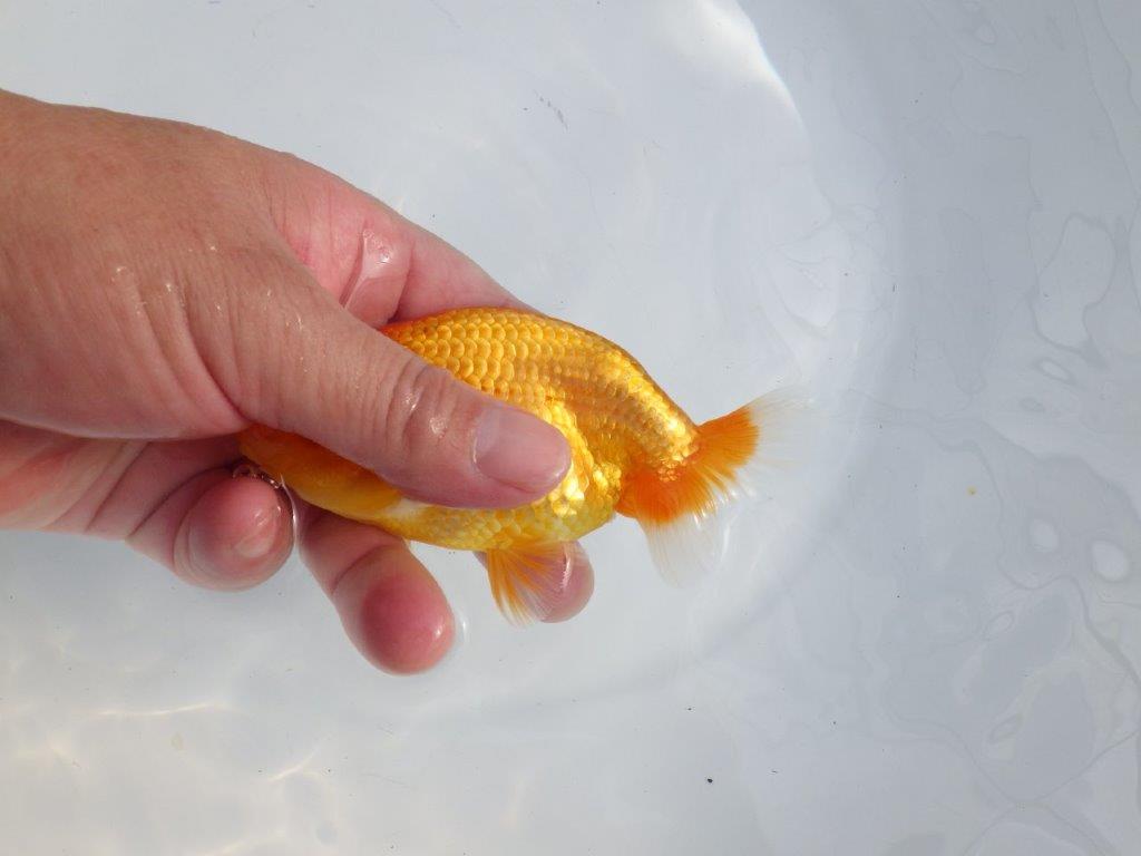 【逸品当歳らんちゅう】目先が長く頭が良いらんちゅう　約12,5ｃｍ前後　メス？