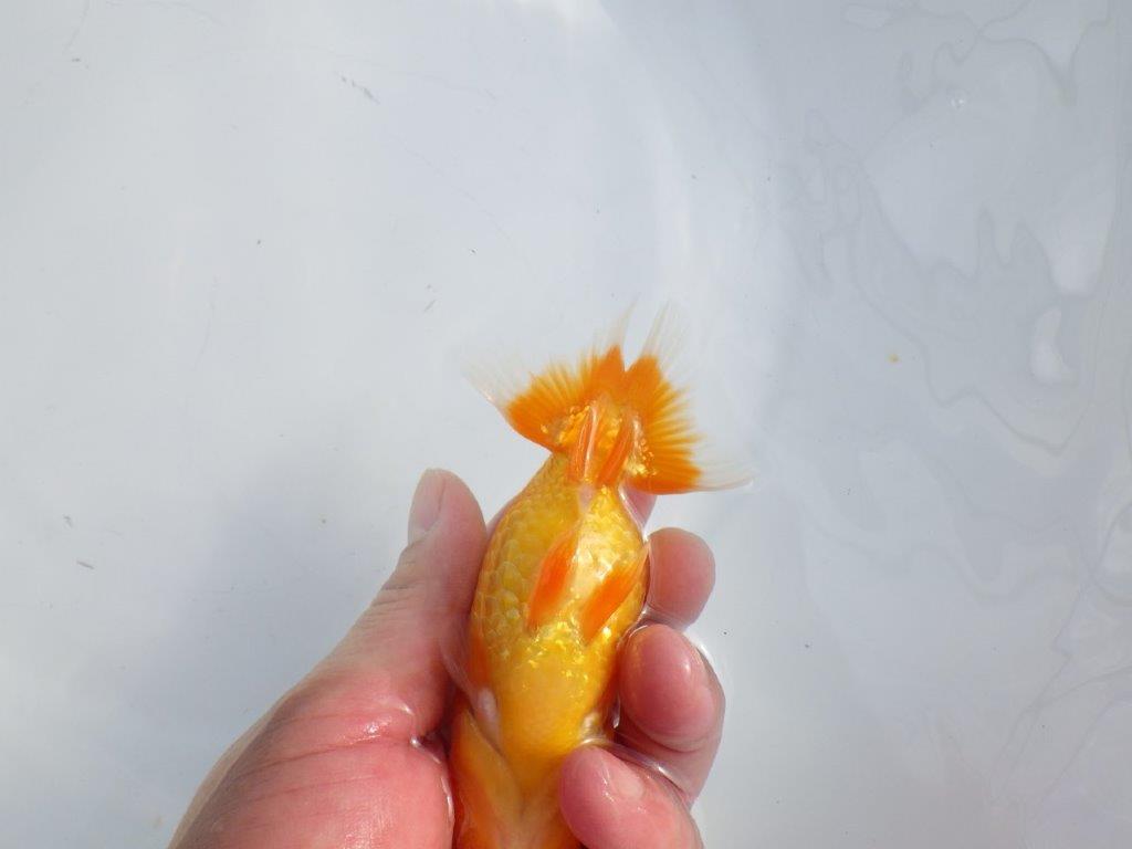 【逸品当歳らんちゅう】目先が長く頭が良いらんちゅう　約12,5ｃｍ前後　メス？