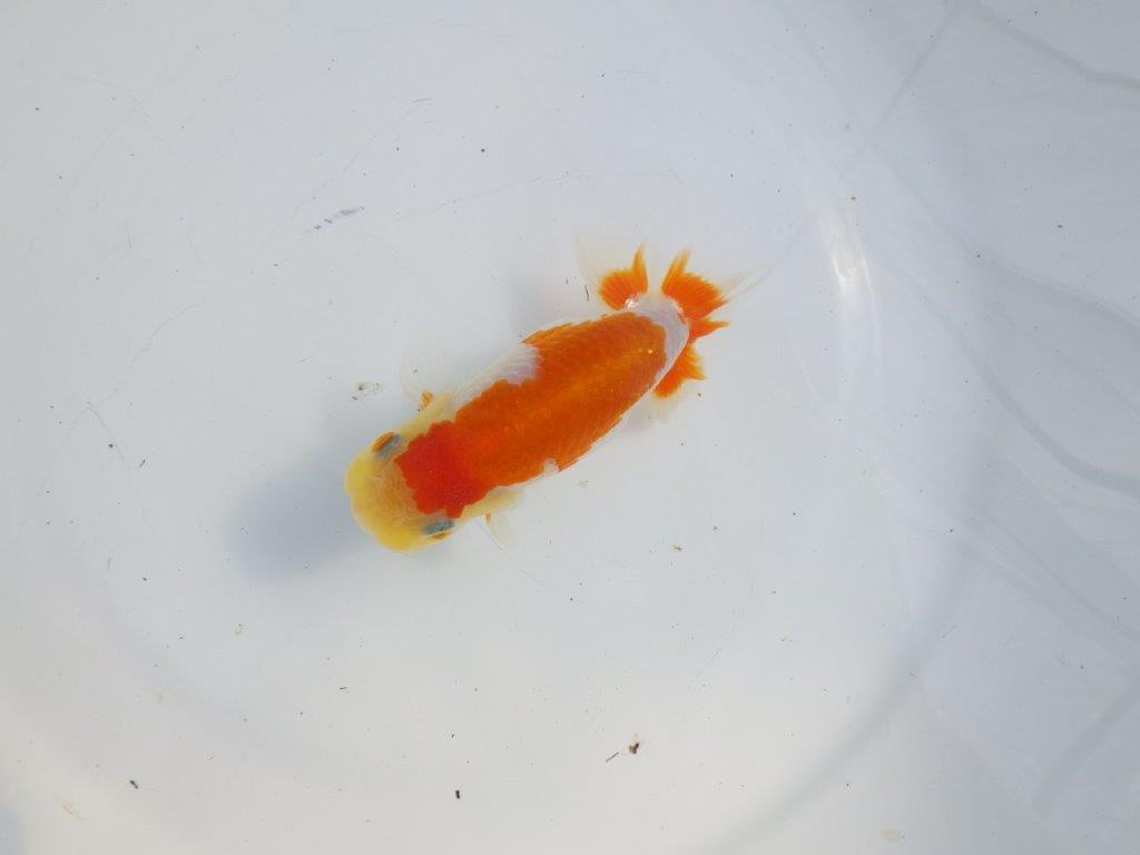 【逸品当歳らんちゅう】非常に綺麗で映える更紗らんちゅう　約11,5ｃｍ前後　オス？