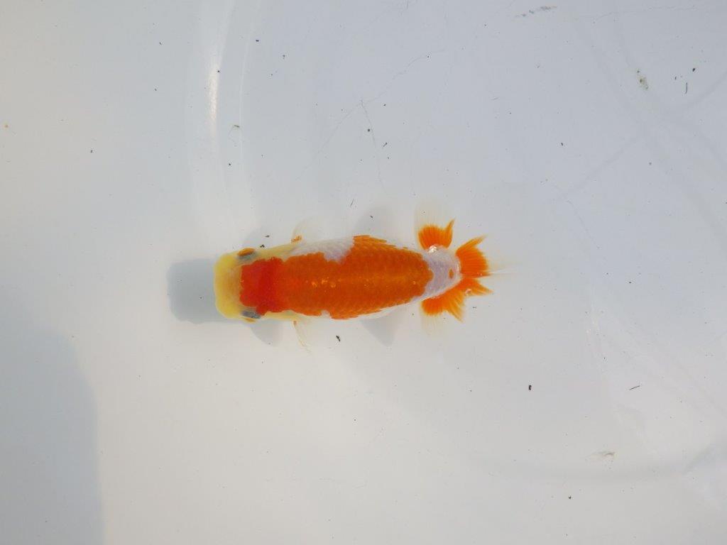 【逸品当歳らんちゅう】非常に綺麗で映える更紗らんちゅう　約11,5ｃｍ前後　オス？