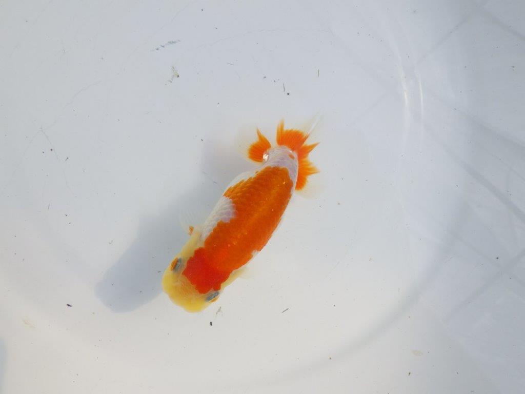 【逸品当歳らんちゅう】非常に綺麗で映える更紗らんちゅう　約11,5ｃｍ前後　オス？の上身