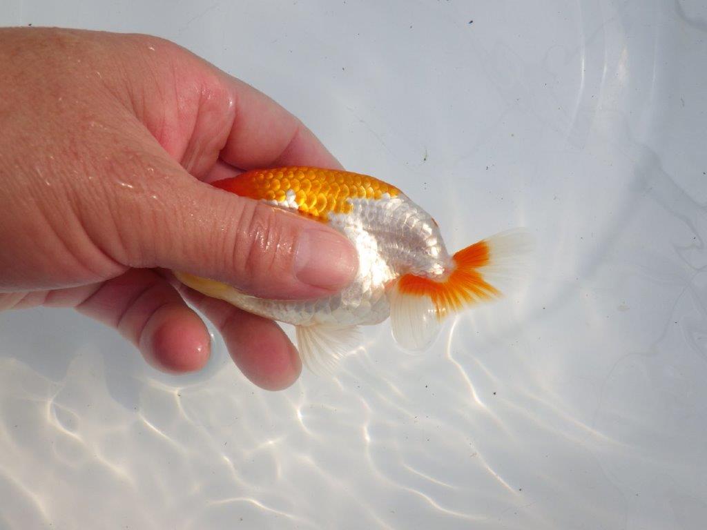 【逸品当歳らんちゅう】非常に綺麗で映える更紗らんちゅう　約11,5ｃｍ前後　オス？