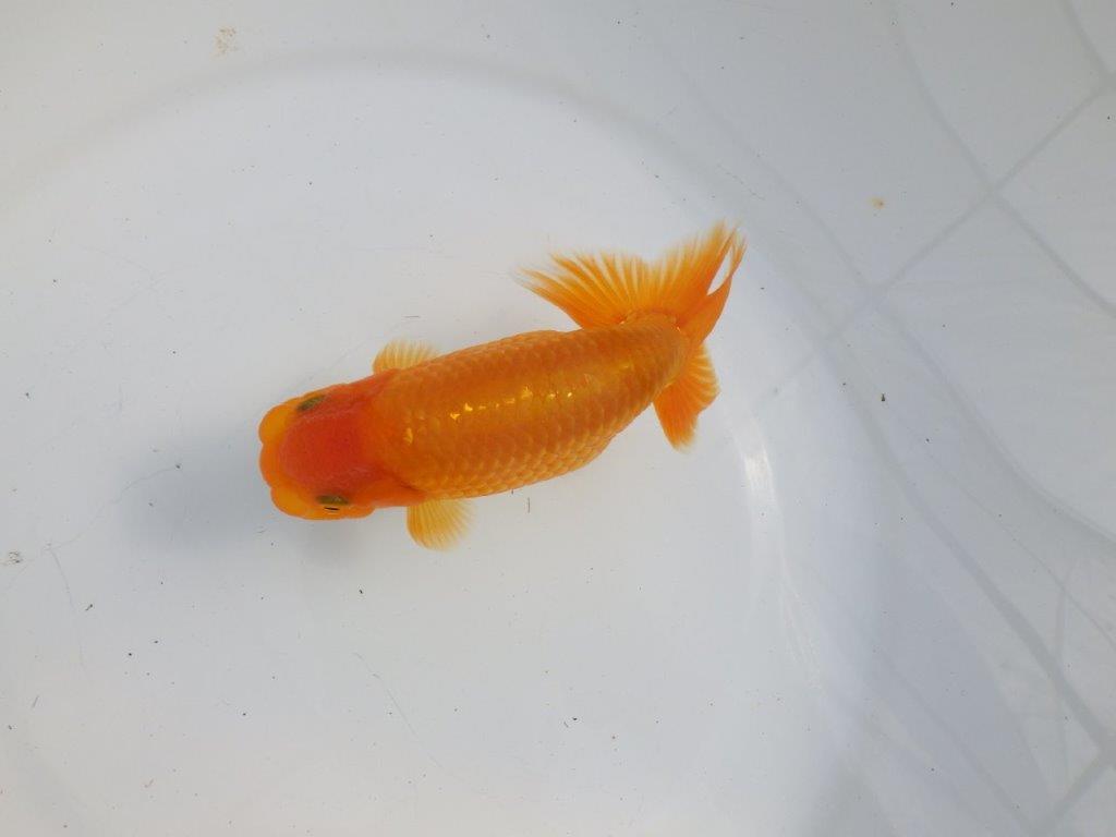 【逸品当歳らんちゅう】尾型、構えに味があるらんちゅう　約13,5ｃｍ前後　オス？