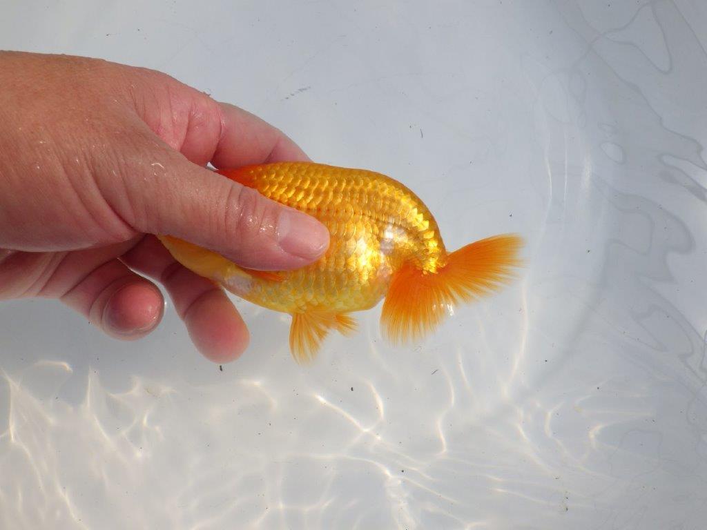 【逸品当歳らんちゅう】尾型、構えに味があるらんちゅう　約13,5ｃｍ前後　オス？