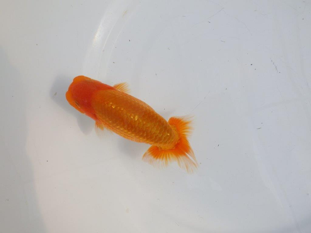 【逸品当歳らんちゅう】素晴らしい雰囲気のらんちゅう　約14,5ｃｍ前後　オス？の上身