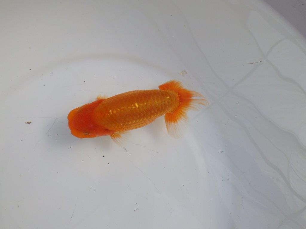 【逸品当歳らんちゅう】素晴らしい雰囲気のらんちゅう　約14,5ｃｍ前後　オス？