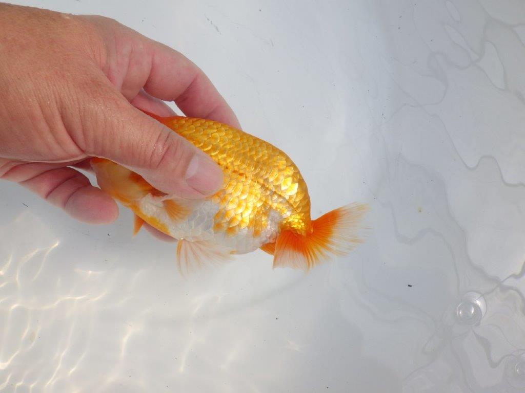 【逸品当歳らんちゅう】素晴らしい雰囲気のらんちゅう　約14,5ｃｍ前後　オス？