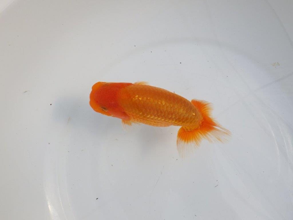 【逸品当歳らんちゅう】素晴らしい雰囲気のらんちゅう　約14,5ｃｍ前後　オス？