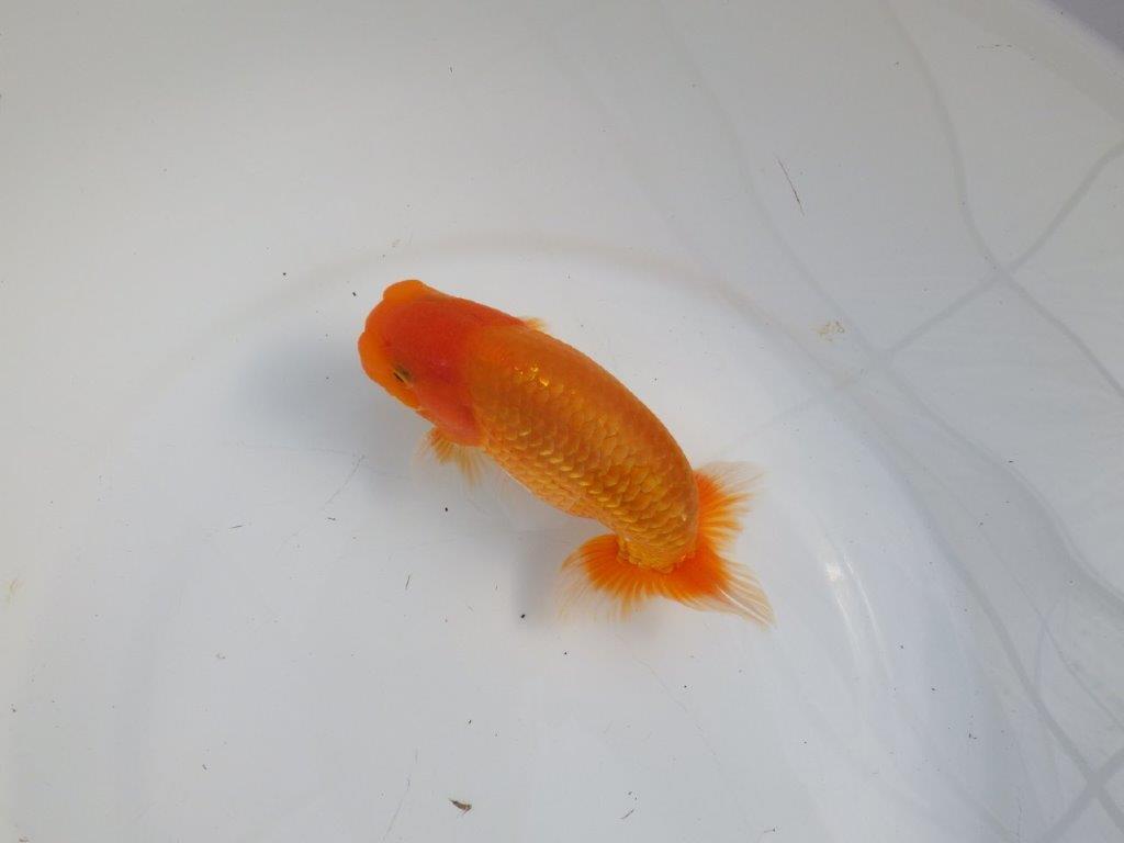【逸品当歳らんちゅう】素晴らしい雰囲気のらんちゅう　約14,5ｃｍ前後　オス？