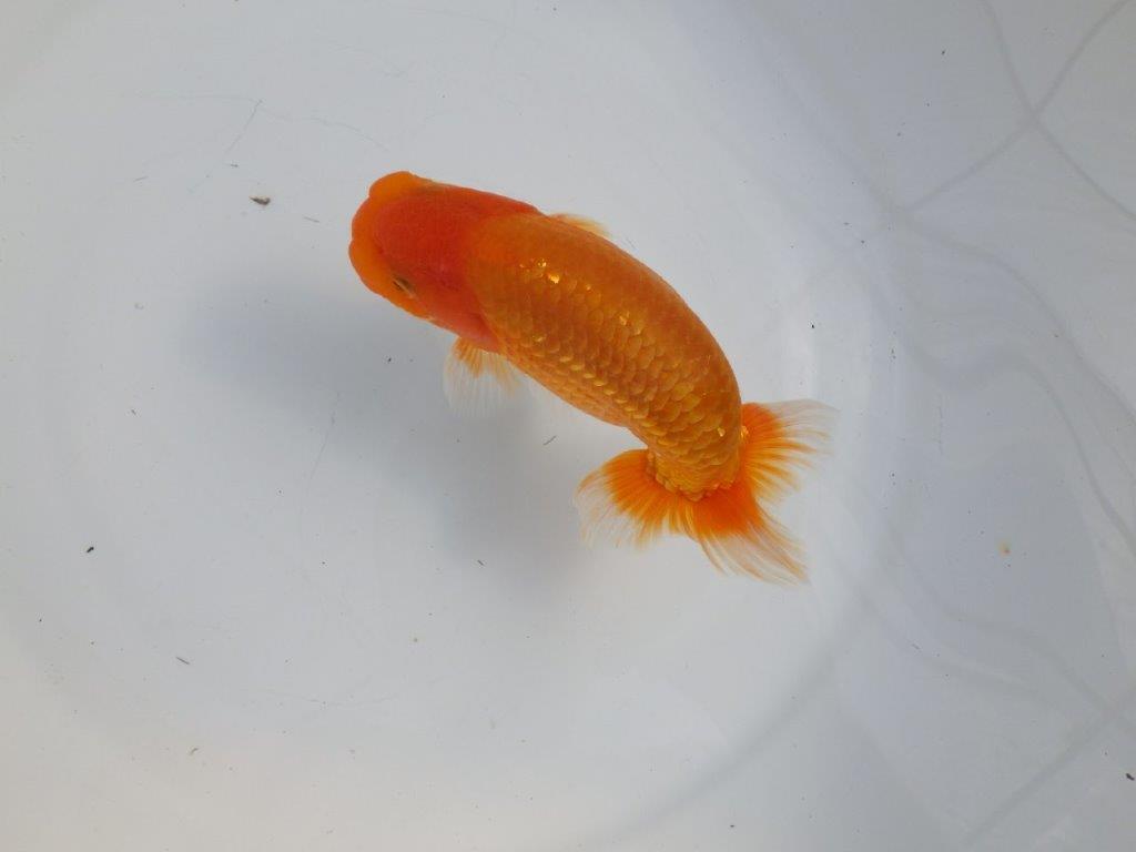 【逸品当歳らんちゅう】素晴らしい雰囲気のらんちゅう　約14,5ｃｍ前後　オス？