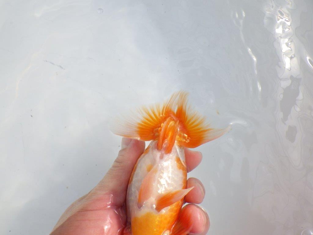 【逸品当歳らんちゅう】素晴らしい雰囲気のらんちゅう　約14,5ｃｍ前後　オス？