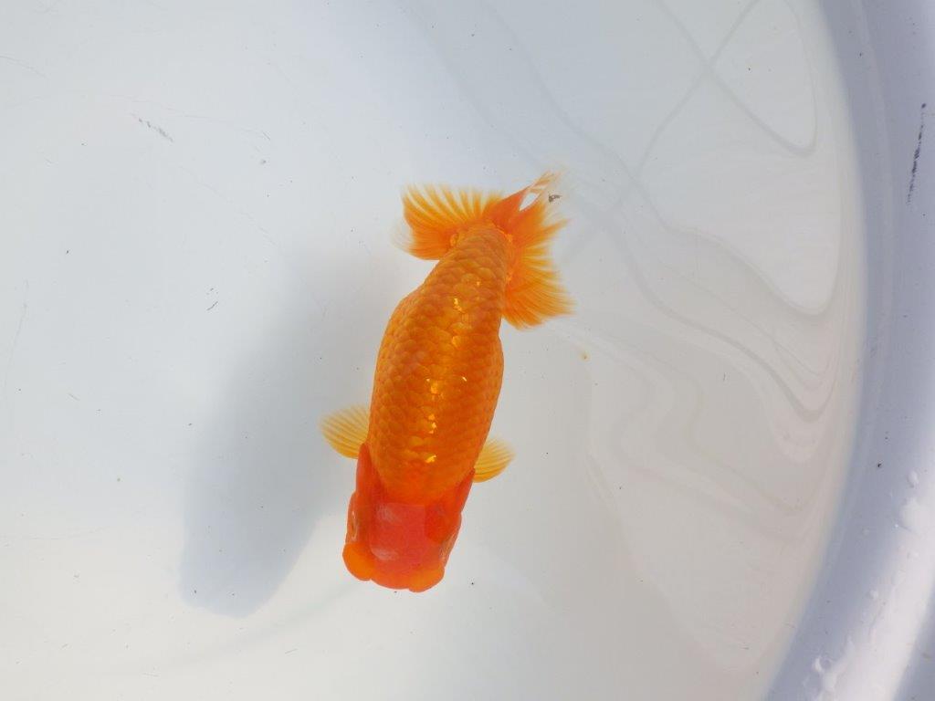 【逸品当歳らんちゅう】尾型、頭など魅力的ならんちゅう　約15ｃｍ前後　オス？