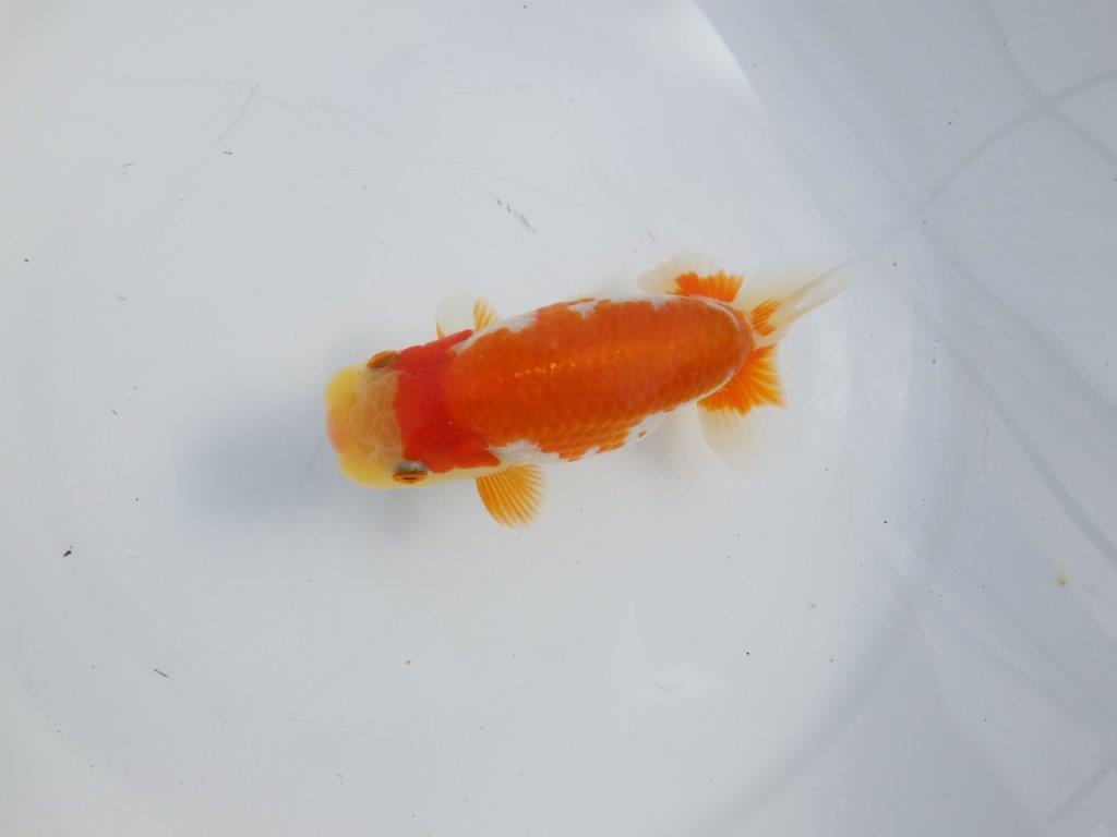 【逸品当歳らんちゅう】柄の綺麗な上物更紗らんちゅう　約14ｃｍ前後　オス？