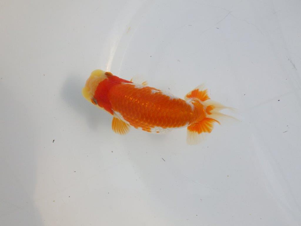 【逸品当歳らんちゅう】柄の綺麗な上物更紗らんちゅう　約14ｃｍ前後　オス？