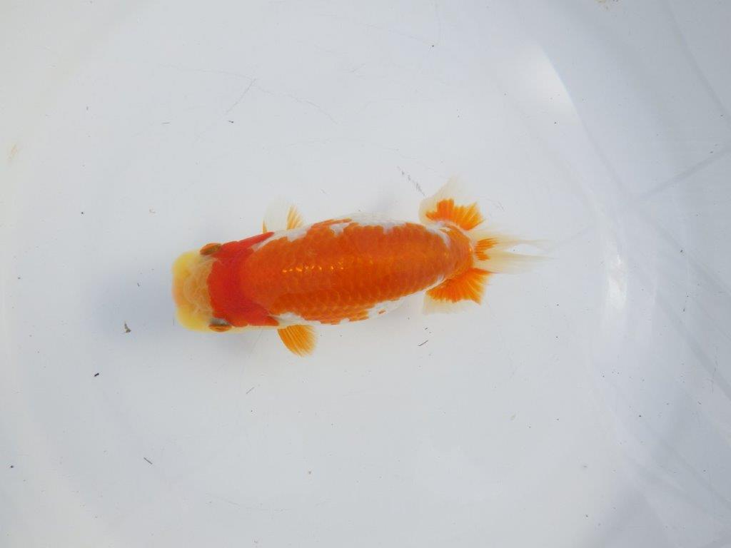 【逸品当歳らんちゅう】柄の綺麗な上物更紗らんちゅう　約14ｃｍ前後　オス？