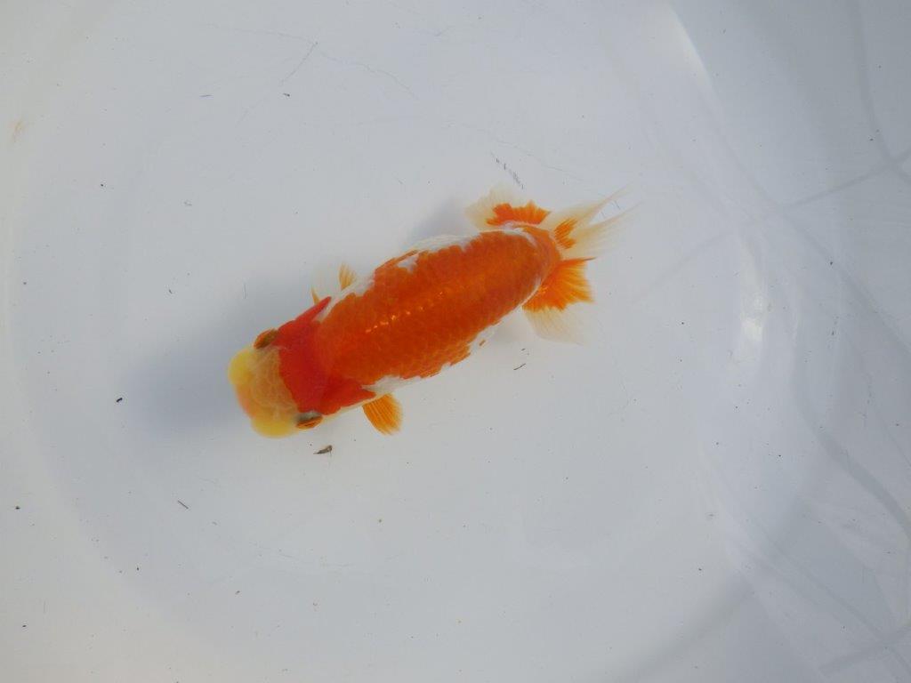 【逸品当歳らんちゅう】柄の綺麗な上物更紗らんちゅう　約14ｃｍ前後　オス？