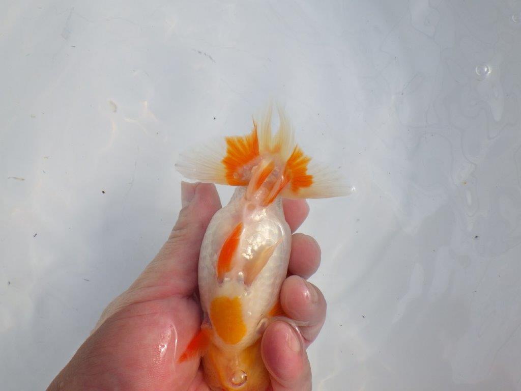【逸品当歳らんちゅう】柄の綺麗な上物更紗らんちゅう　約14ｃｍ前後　オス？