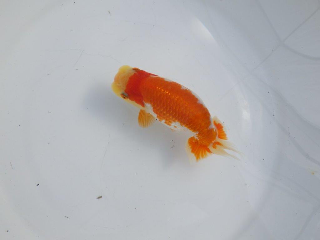 【逸品当歳らんちゅう】柄の綺麗な上物更紗らんちゅう　約14ｃｍ前後　オス？の上身