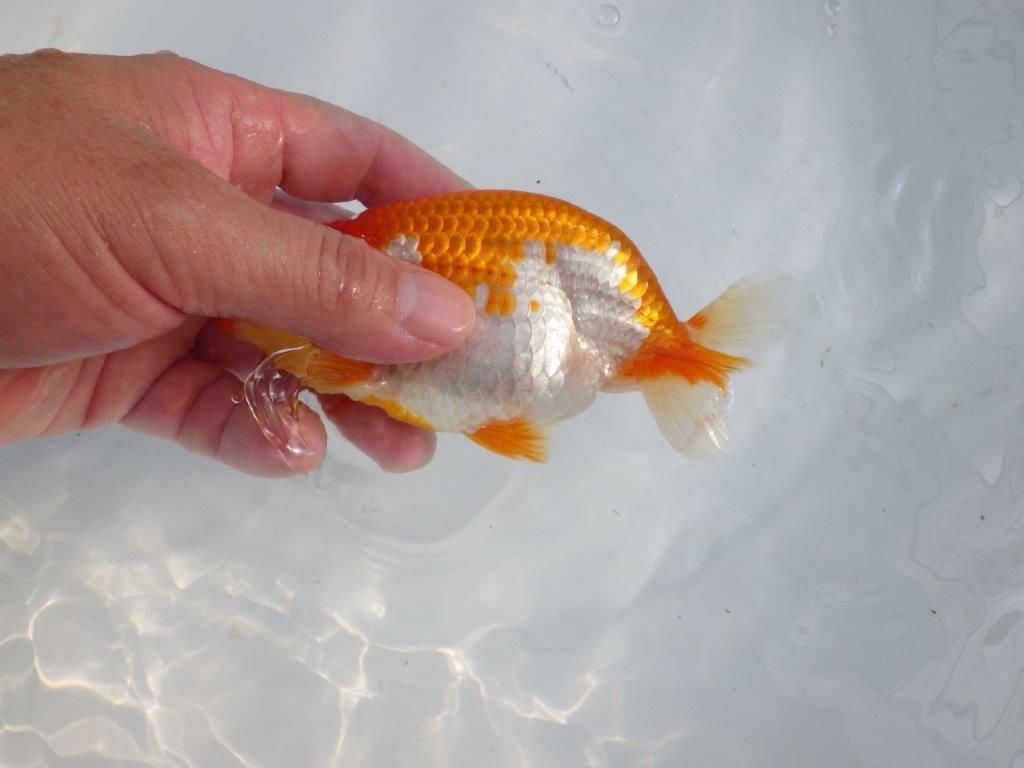 【逸品当歳らんちゅう】柄の綺麗な上物更紗らんちゅう　約14ｃｍ前後　オス？