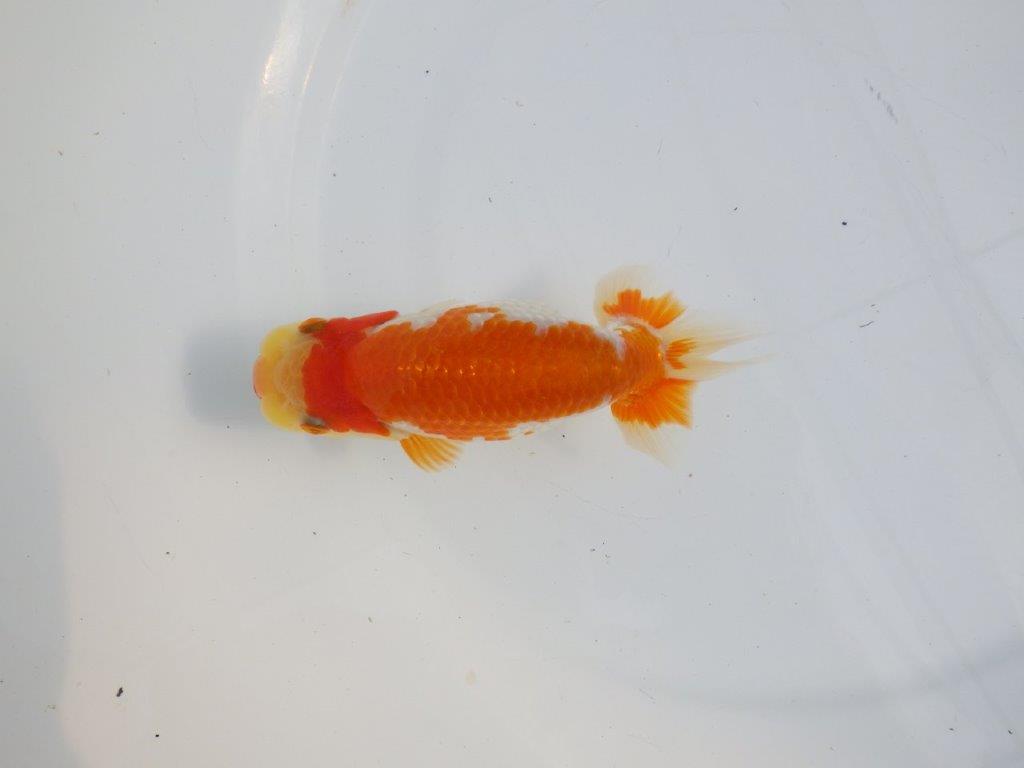 【逸品当歳らんちゅう】柄の綺麗な上物更紗らんちゅう　約14ｃｍ前後　オス？