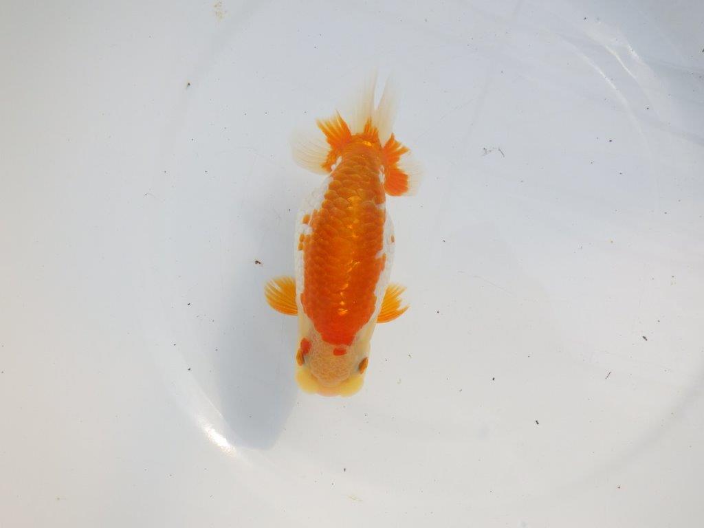 【逸品当歳らんちゅう】体系も良い柄の綺麗な上物更紗らんちゅう　約14ｃｍ前後　オス？