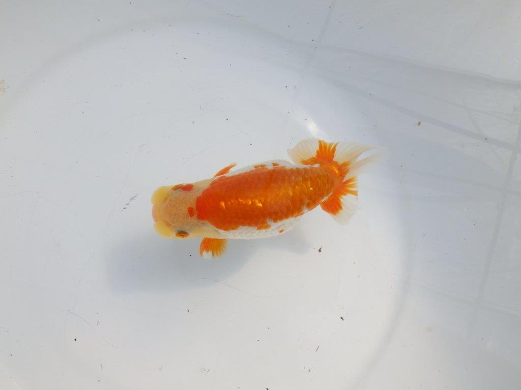 【逸品当歳らんちゅう】体系も良い柄の綺麗な上物更紗らんちゅう　約14ｃｍ前後　オス？