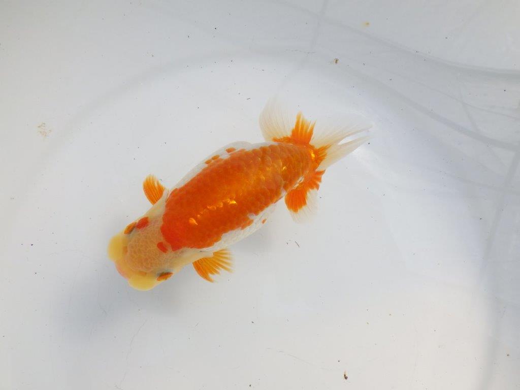 【逸品当歳らんちゅう】体系も良い柄の綺麗な上物更紗らんちゅう　約14ｃｍ前後　オス？の上身