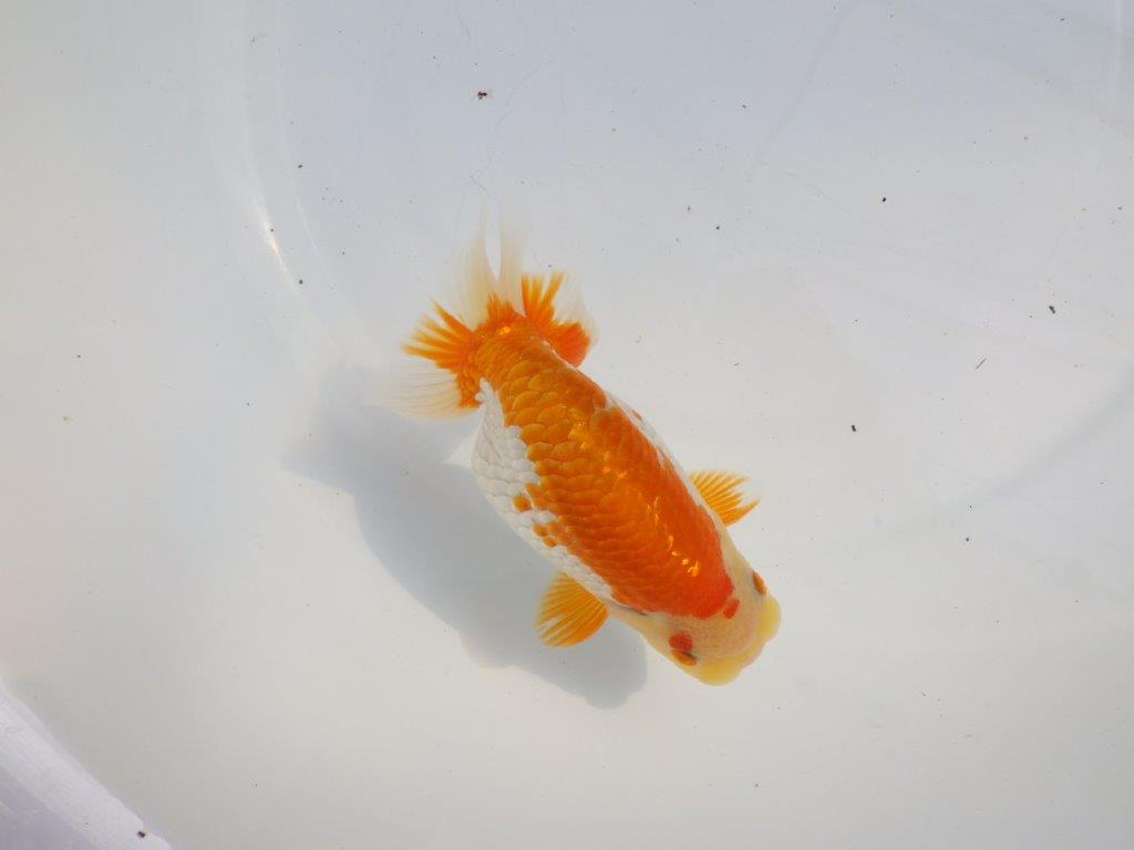 【逸品当歳らんちゅう】体系も良い柄の綺麗な上物更紗らんちゅう　約14ｃｍ前後　オス？