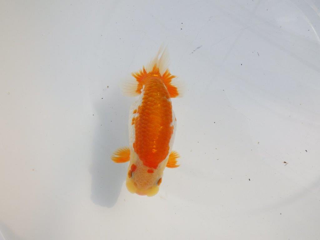 【逸品当歳らんちゅう】体系も良い柄の綺麗な上物更紗らんちゅう　約14ｃｍ前後　オス？