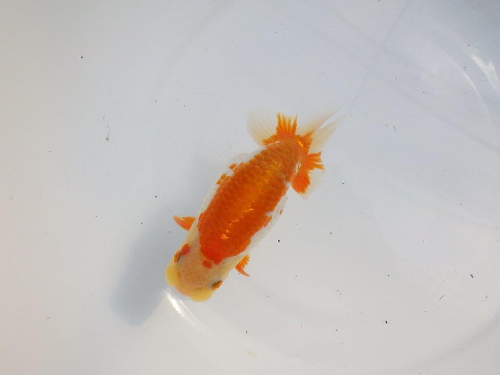 【逸品当歳らんちゅう】体系も良い柄の綺麗な上物更紗らんちゅう　約14ｃｍ前後　オス？