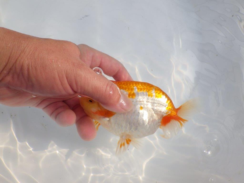 【逸品当歳らんちゅう】体系も良い柄の綺麗な上物更紗らんちゅう　約14ｃｍ前後　オス？