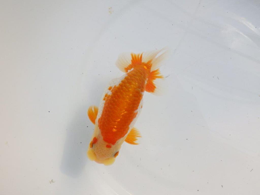 【逸品当歳らんちゅう】体系も良い柄の綺麗な上物更紗らんちゅう　約14ｃｍ前後　オス？