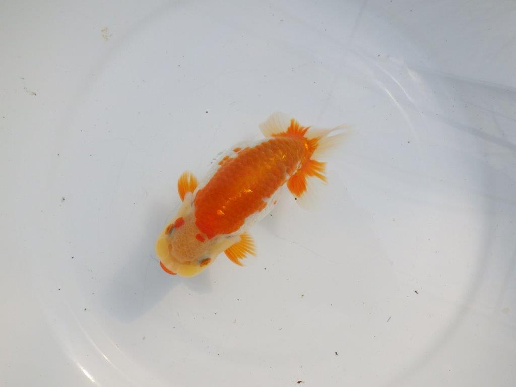 【逸品当歳らんちゅう】体系も良い柄の綺麗な上物更紗らんちゅう　約14ｃｍ前後　オス？