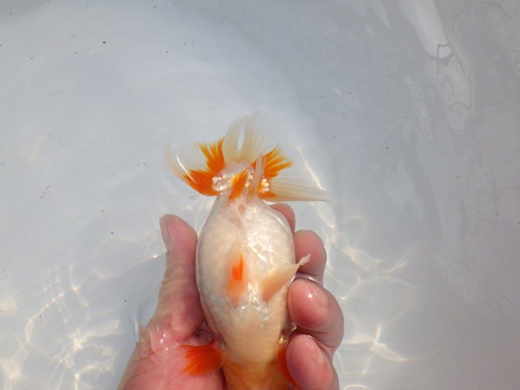 【逸品当歳らんちゅう】体系も良い柄の綺麗な上物更紗らんちゅう　約14ｃｍ前後　オス？