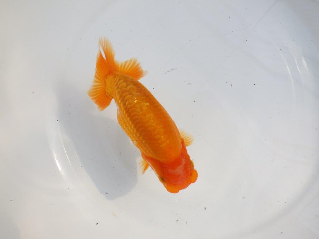 【逸品当歳らんちゅう】尾型の良いらんちゅう　約15ｃｍ前後　オス？