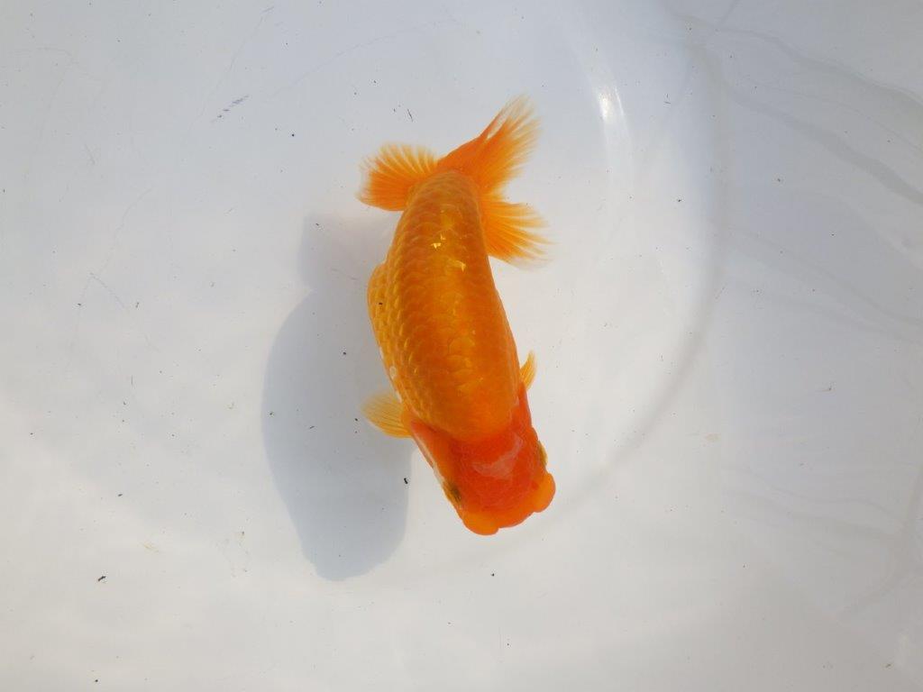 【逸品当歳らんちゅう】尾型の良いらんちゅう　約15ｃｍ前後　オス？
