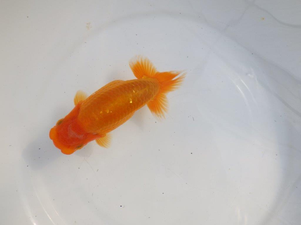 【逸品当歳らんちゅう】尾型の良いらんちゅう　約15ｃｍ前後　オス？の上身