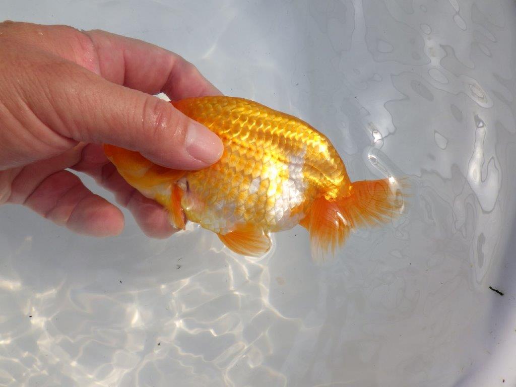【逸品当歳らんちゅう】尾型の良いらんちゅう　約15ｃｍ前後　オス？