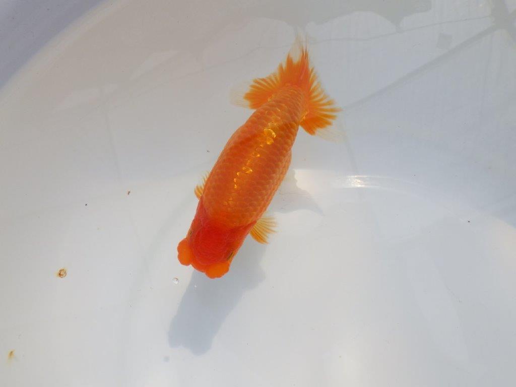 【 鉄板！！】素晴らしい雰囲気のらんちゅう　東大関系統　約14㎝  オス？の上身