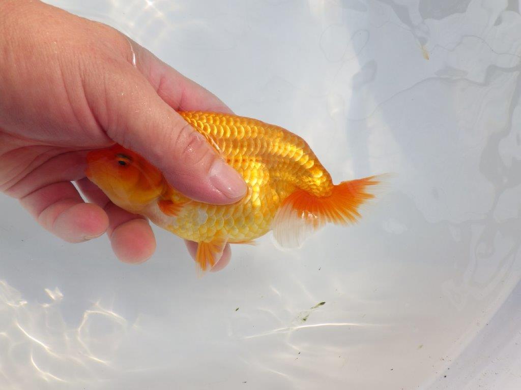 【 鉄板！！】素晴らしい雰囲気のらんちゅう　東大関系統　約14㎝  オス？