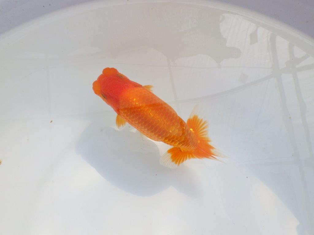 【 鉄板！！】素晴らしい雰囲気のらんちゅう　東大関系統　約14㎝  オス？