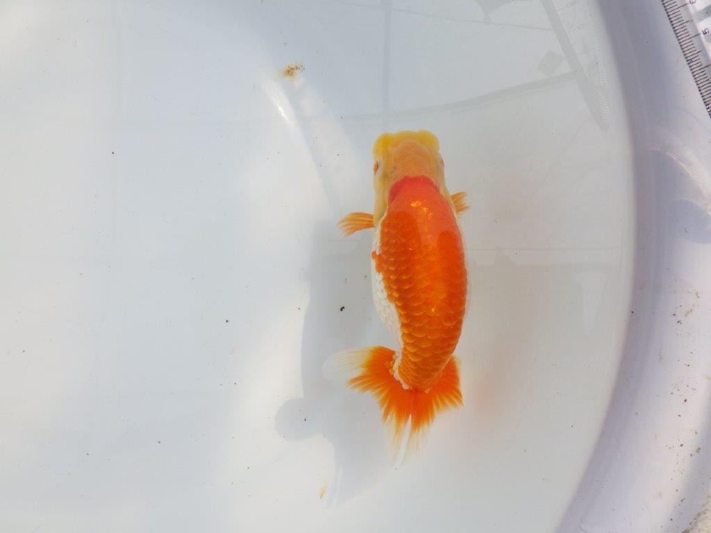 【 鉄板！！】背腰が綺麗で水槽映えらんちゅう　東大関系統　約15,5㎝  メス？