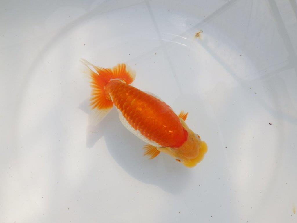 【 鉄板！！】背腰が綺麗で水槽映えらんちゅう　東大関系統　約15,5㎝  メス？