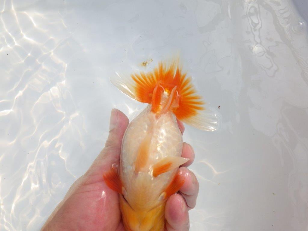 【 鉄板！！】背腰が綺麗で水槽映えらんちゅう　東大関系統　約15,5㎝  メス？