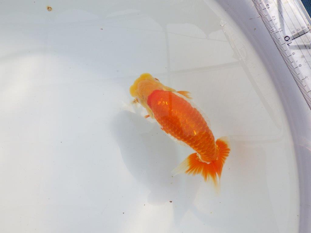 【 鉄板！！】背腰が綺麗で水槽映えらんちゅう　東大関系統　約15,5㎝  メス？