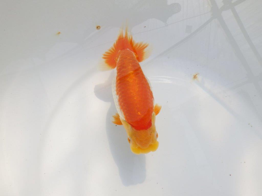 【 鉄板！！】背腰が綺麗で水槽映えらんちゅう　東大関系統　約15,5㎝  メス？の上身